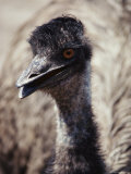 Close-up of an Emus Head and Neck Photographic Print