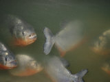 Piranhas Look up at the Camera Photographic Print by Paul Zahl