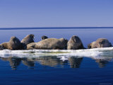 A Group of Atlantic Walruses Rest on Drifting Ice Photographic Print