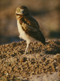 Burrowing owl at a prairie dog reintroduction site Lámina fotográfica Burrowing owl at a prairie dog reintroduction site Lámina fotográfica