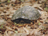 An Eastern Box Turtle Has Partially Withdrawn into its Shell as a Defensive Measure Photographie