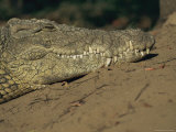 A Nile Crocodile Rests on Land Photographic Print