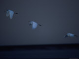 Three Great White Egrets (Casmerodius Albus) in Flight Photographic Print