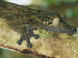A Leaf-Tailed Gecko Blends in with a Tree Branch Photographic Print