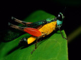 A Close View of a Rainforest Grasshopper Lámina fotográfica