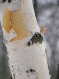 Close-up of the Bark of a Birch Tree Photographic Print by Vlad Kharitonov