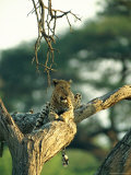 Leopard Resting in a Tree Photographic Print