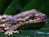 A Gecko Licks its Mouth Photographic Print