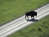 A Bison Bull Ambles Across Lamar Valley Road Photographic Print