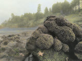 Starfish, mussels, sea anemones and other sea life cling to rocks at high tide Lámina fotográfica Starfish, mussels, sea anemones and other sea life cling to rocks at high tide Lámina fotográfica