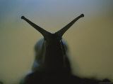 A Close Silhouetted View of the Head of a Bananaslug Photographic Print