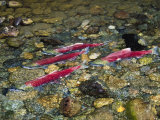 Red Salmon Swim Together Photographic Print