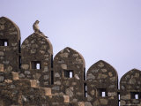 A langur monkey sits on the wall of Kumbalgarh fort Stampa fotografica A langur monkey sits on the wall of Kumbalgarh fort Stampa fotografica