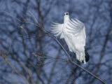 A ptarmigan flies in for a landing Lámina fotográfica A ptarmigan flies in for a landing Lámina fotográfica
