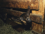 A Goat with its Head Protruding Through Fence Slats in a Barn Photographic Print