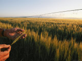 Hands Hold a Seed Head from a Wheat Plant Photographic Print