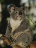 A Koala Clings to a Eucalyptus Tree in Eastern Australia Photographic Print by Nicole Duplaix