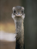 Emu at the National Zoo Lámina fotográfica Emu at the National Zoo Lámina fotográfica
