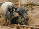 Domestic Pigs Photographie