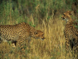 African Cheetahs in the Grassland Photographic Print