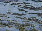 A Great Egret on Top of an Exposed Reef Photographic Print