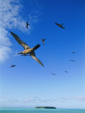 Gulls Take Flight from Bird Island Photographic Print