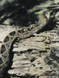 An Eastern Diamondback Rattlesnake Crawls over a Log Photographic Print