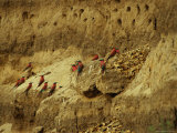 Carmine Bee-Eater Birds in Their Rookery Carved in a Cliff Photographie par Beverly Joubert