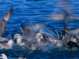 A Flock of Gulls Splash in the Cold Arctic Waters Photographic Print