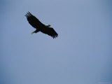 Bald Eagle in Flight Photographie