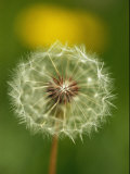 Close View of a Dandelion Gone to Seed Photographie par Nicole Duplaix