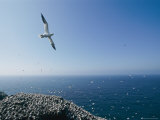A Northern Gannet Soars High Above a Rookery Photographie