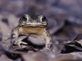 Head-On View of a Freckled Rain Forest Toad Photographic Print