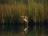 Rail in the Water Photographic Print by Robert Madden