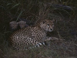 A Cheetah and Her Cubs Rest in Grass Photographic Print