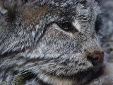 A Close View of a Canadian Lynx Photographic Print