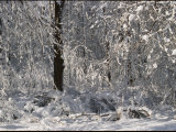 Tree Branches are Weighed Down after a Heavy Snowfall Photographie