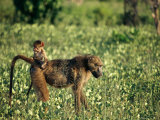 Baboon Carrying a Youngster Photographic Print