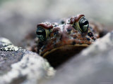 American Toad (Bufo Americanus) Photographic Print