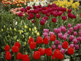Brilliant Array of Various Tulips in a Garden Photographic Print by Todd Gipstein