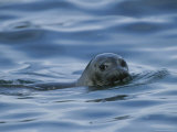 A Seal Pops its Head out of the Water as it Swims By Photographic Print