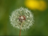 Close View of a Dandelion Gone to Seed Photographic Print