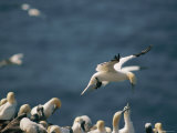A Northern Gannet Seems to Hover in Mid-Air Above a Rookery Photographic Print