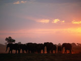 African Elephant Herd Silhouetted at Twilight Photographic Print