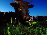 Cattle enjoy grazing on the tall grass prairie Stampa fotografica Cattle enjoy grazing on the tall grass prairie Stampa fotografica