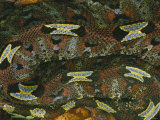 A close view of a rhinoceros viper Lámina fotográfica