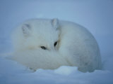 An Arctic Fox Curls up in the Snow for a Rest Photographic Print
