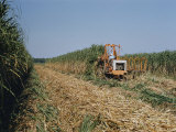 Harvesting sugarcane Lámina fotográfica por Willard Culver Harvesting sugarcane Lámina fotográfica por Willard Culver