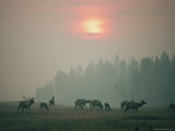 Scenic View of a Herd of Elk under a Cloud-Streaked Sun Photographic Print