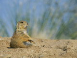 A Prairie Dog Sits Outside its Burrow Entrance Photographic Print by Annie Griffiths